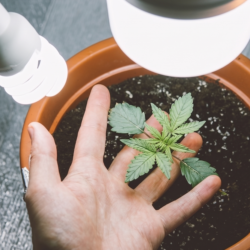 Leuchtmittel Growshop Bild für Indoor Growing Growbox und Grow Zubehör
