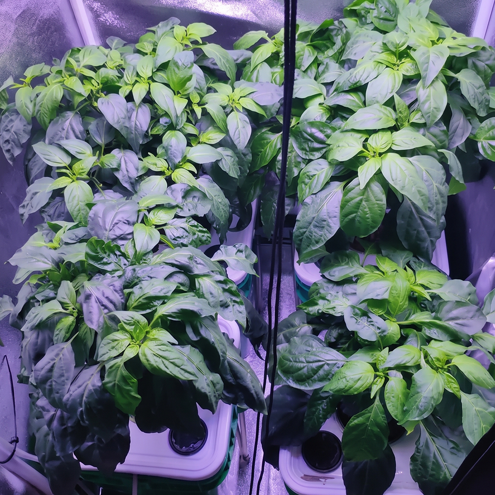 Leuchtmittel Vorteile im Growshop für Indoor Growing und Grow Zubehör