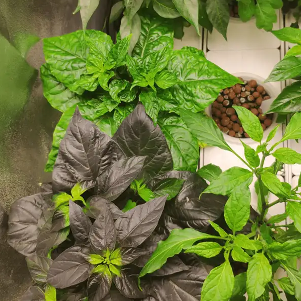 Neon Licht und CFL Lampen Growshop Bild für Indoor Growing Growbox und Grow Zubehör