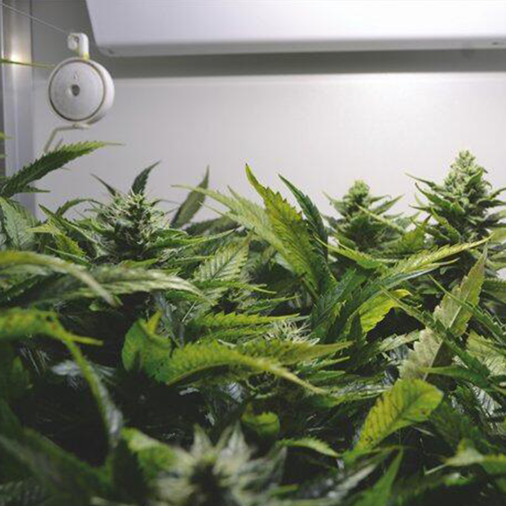 Kabel & Zubehör Growshop Bild für Indoor Growing Growbox und Grow Zubehör
