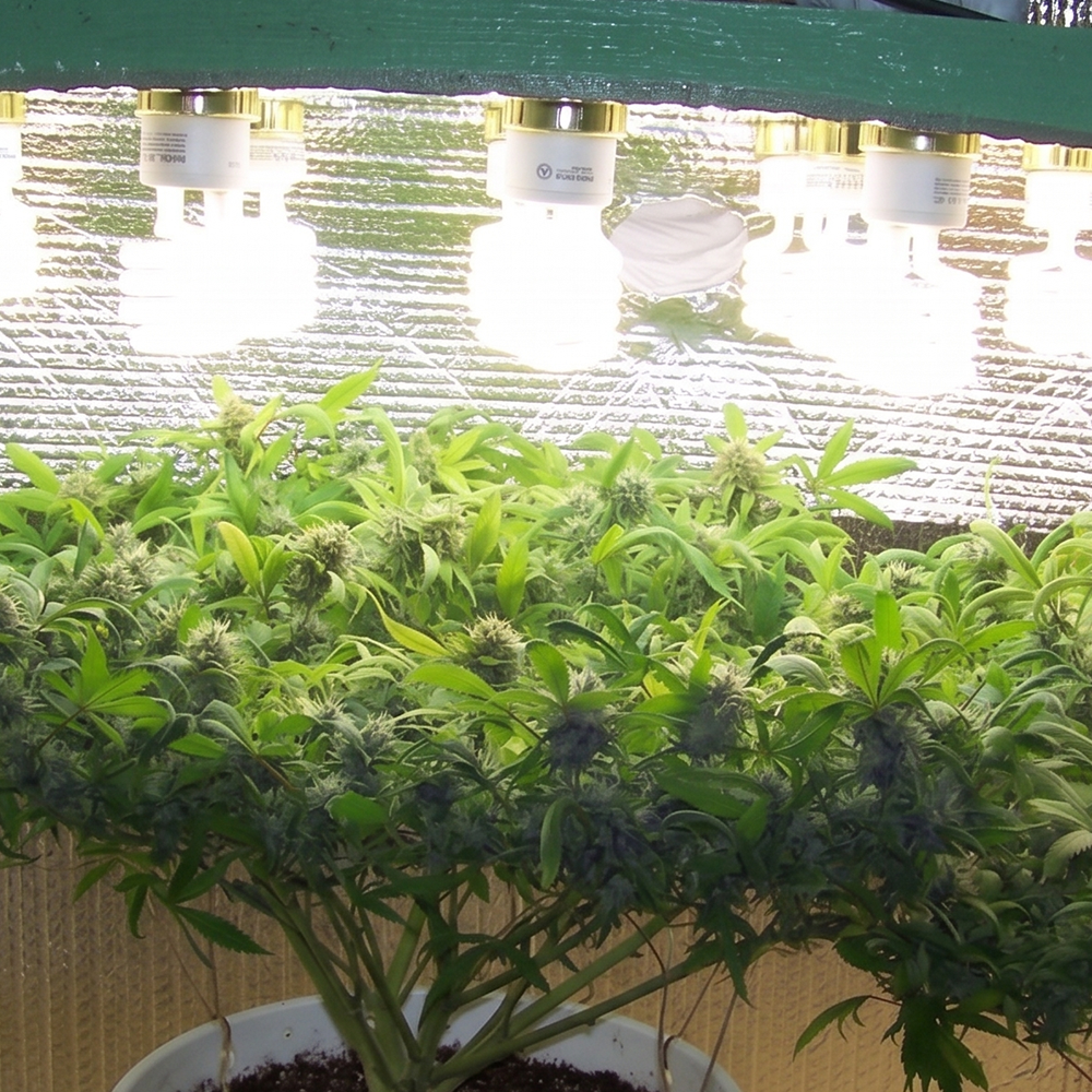 Leuchtmittel im Growshop für Indoor Growing Growbox Growzelt und Grow Zubehör