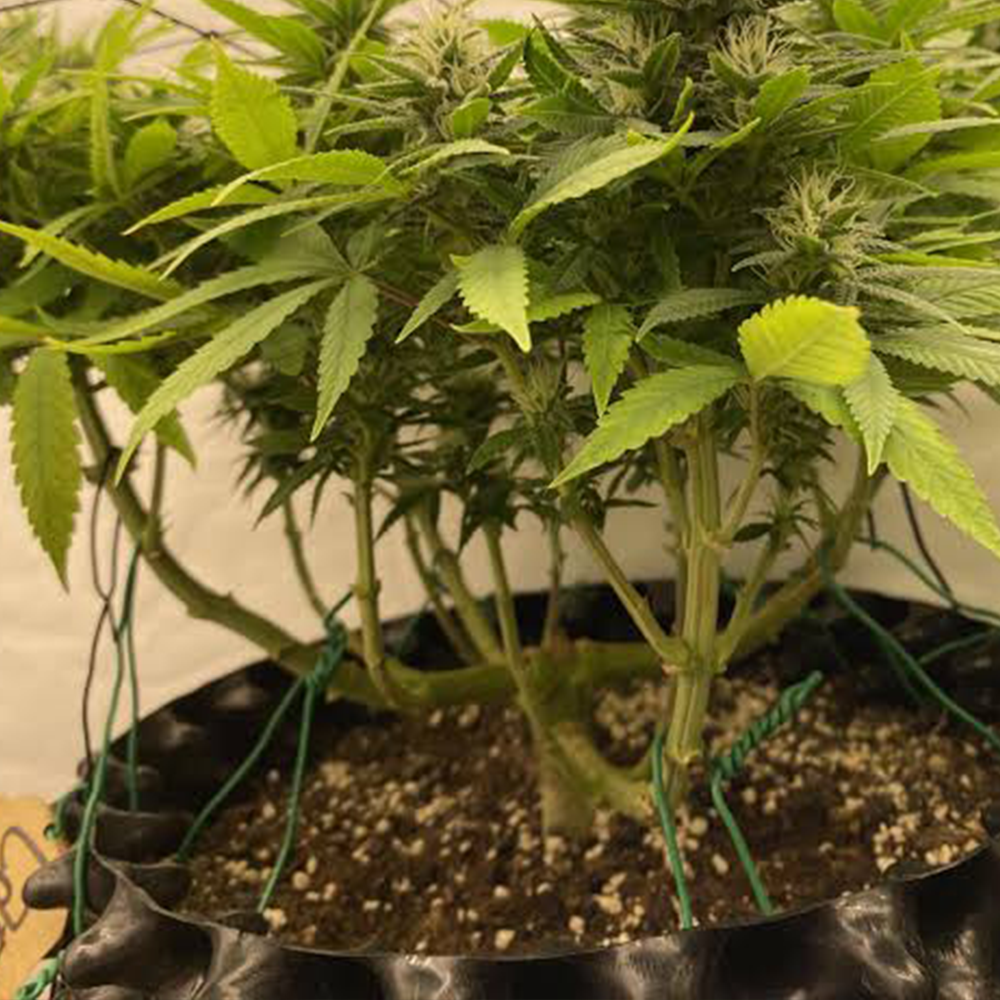 Indoor-Grow Zubehör für Pflanzenzucht und Growbox Ausstattung
