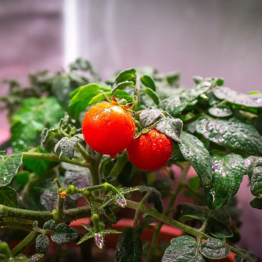 CFL Growlampe für Indoor-Grow und Pflanzenanzucht