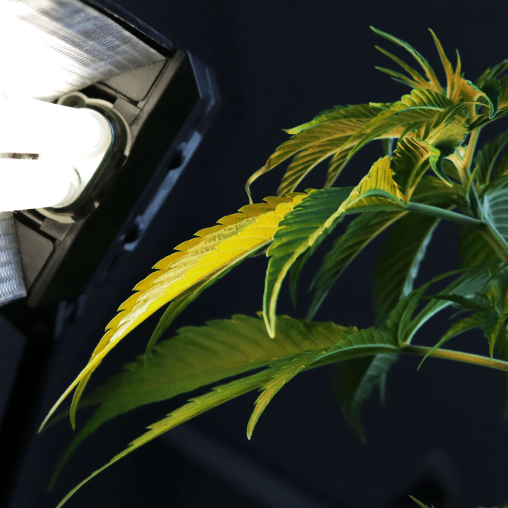 HPS Growlampe für effiziente Pflanzenbeleuchtung im Indoor-Grow